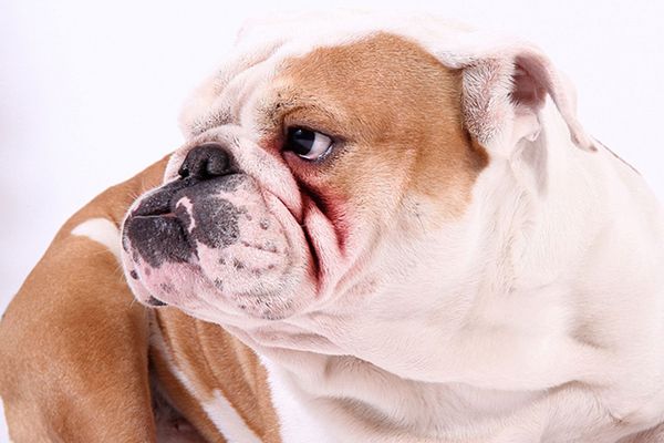 English Bulldog Examination