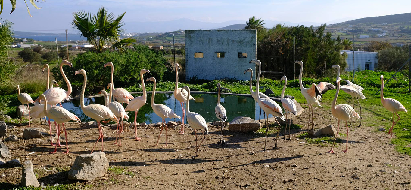 Estati sempre più calde preoccupano i soccorritori di uccelli