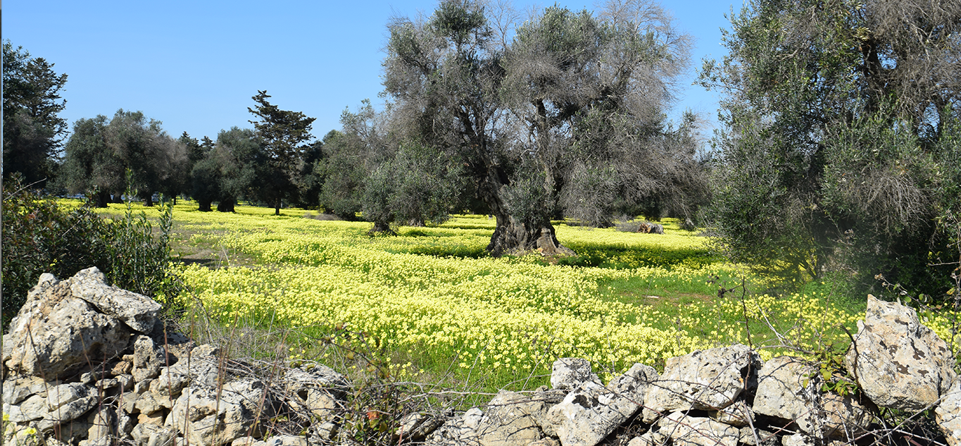 White Lotus Dream: The Costs of Luxury Travels in the Mediterranean