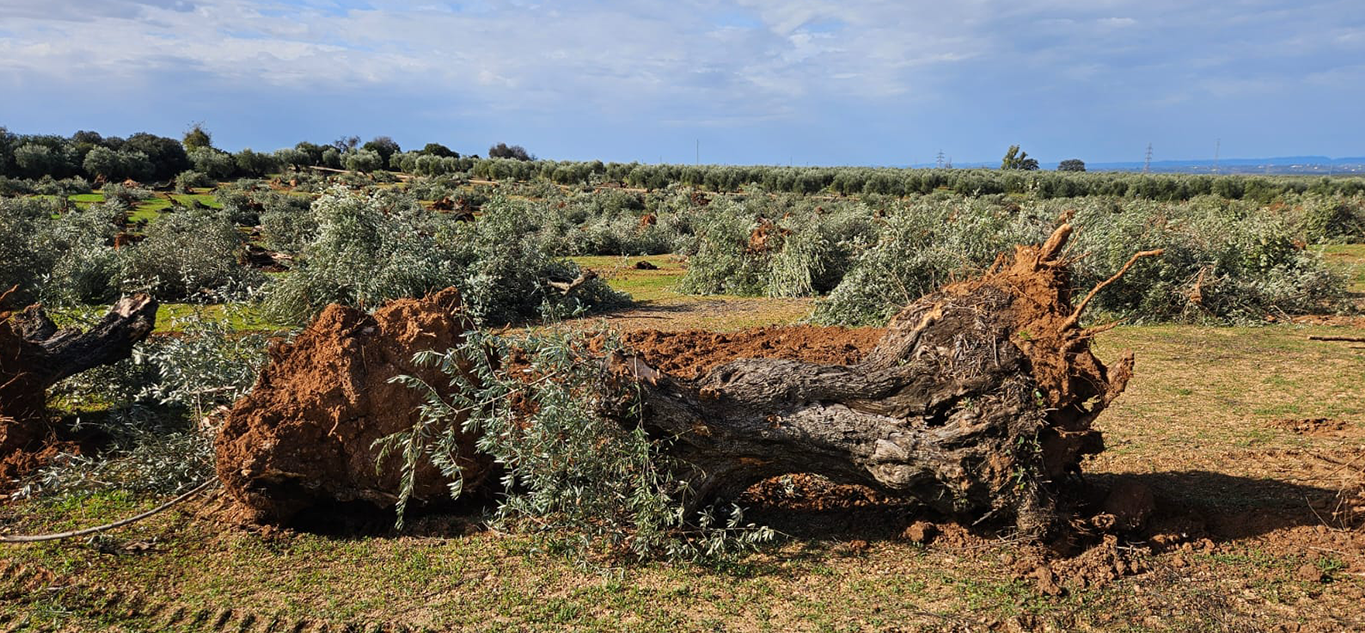 In Southern Spain, Solar Farms Are Casting a Shadow Over Traditional Rural Life