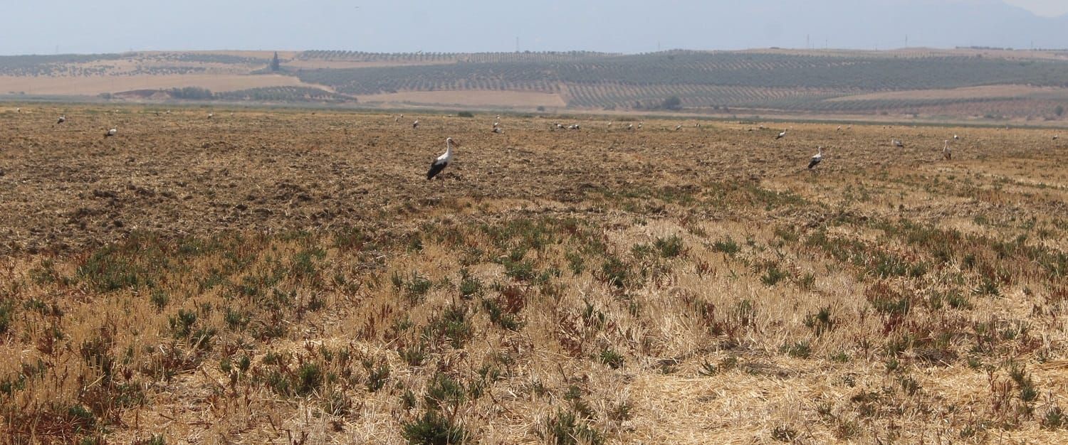 How Türkiye’s Vanishing Lakes Are Endangering an Important Migratory Bird Corridor