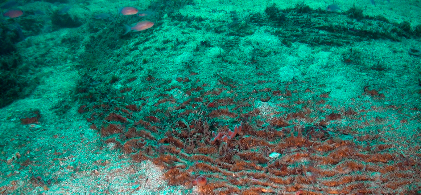 In molte aree marine protette continua la pesca a strascico, a scapito dei pescatori artigianali