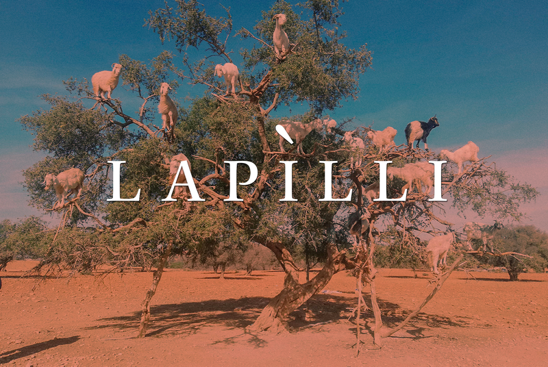 12/25: Piogge a Gaza, la nuova vita dei semi siriani, ulivi in pericolo in Libano