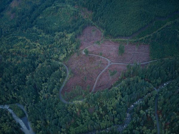 3 Most informative videos on the future of Washington States forests