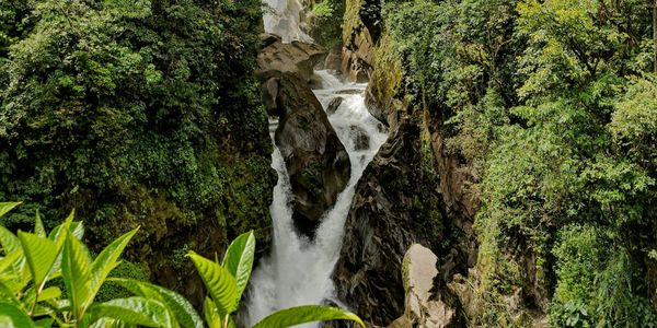 Is a River Alive? The River of Cedars - Book Review