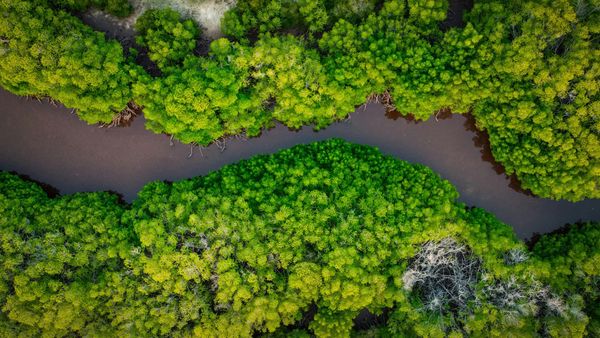One River: Explorations and Discoveries in the Amazon Rain Forest - Book Review