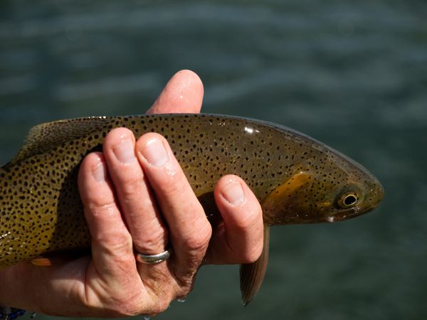 John Holland: One Fly Foundation and the health of the Snake River.