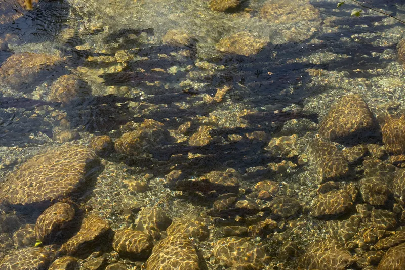 Along the South Fork