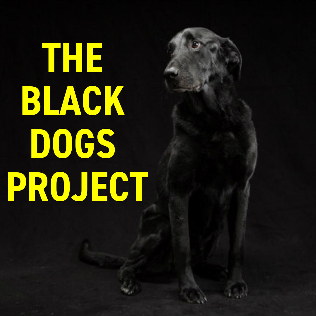 The Black Dogs Project