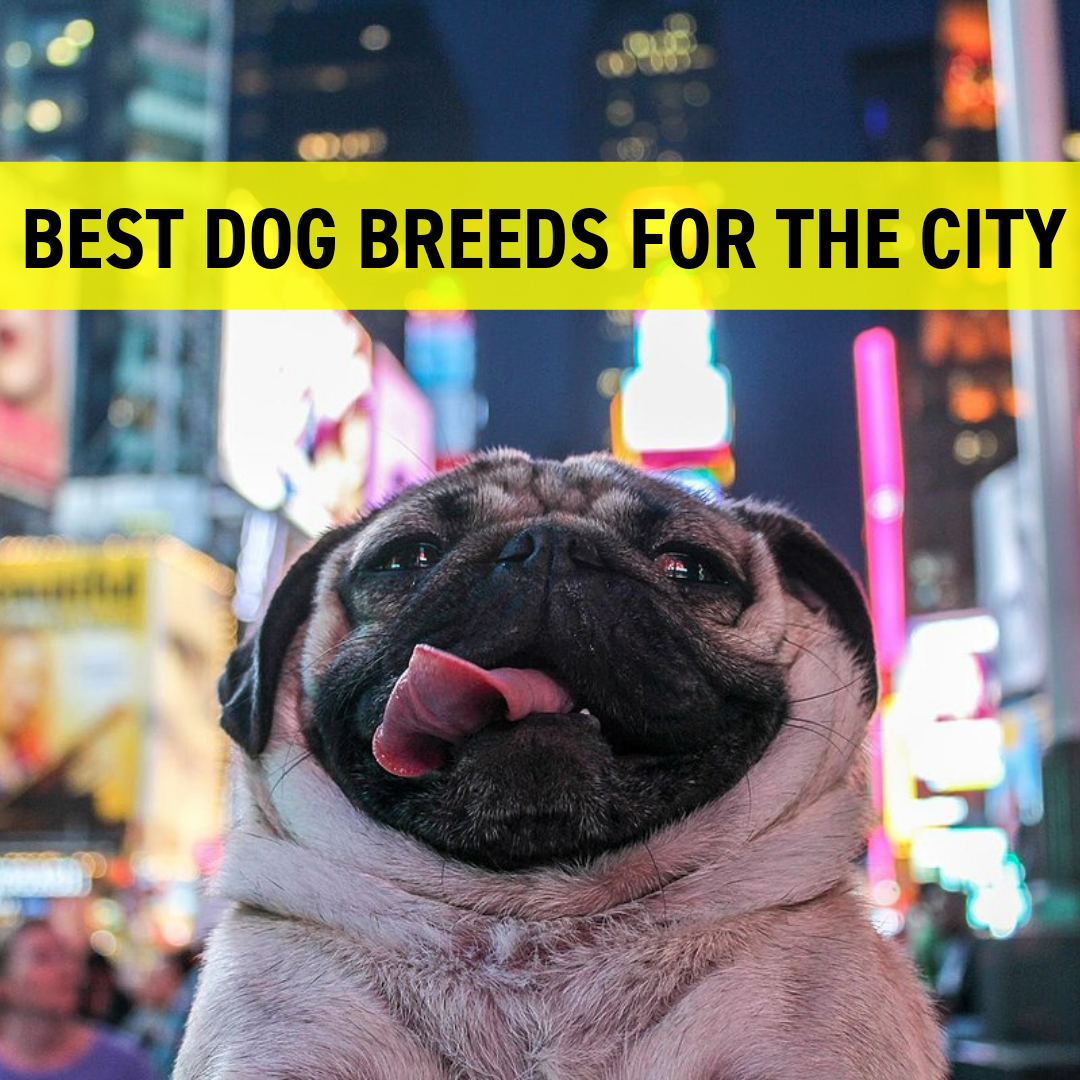 Dog Breeds