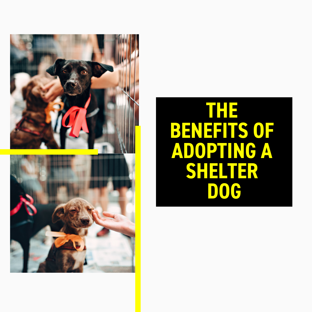 The Benefits of Adopting a Shelter Dog