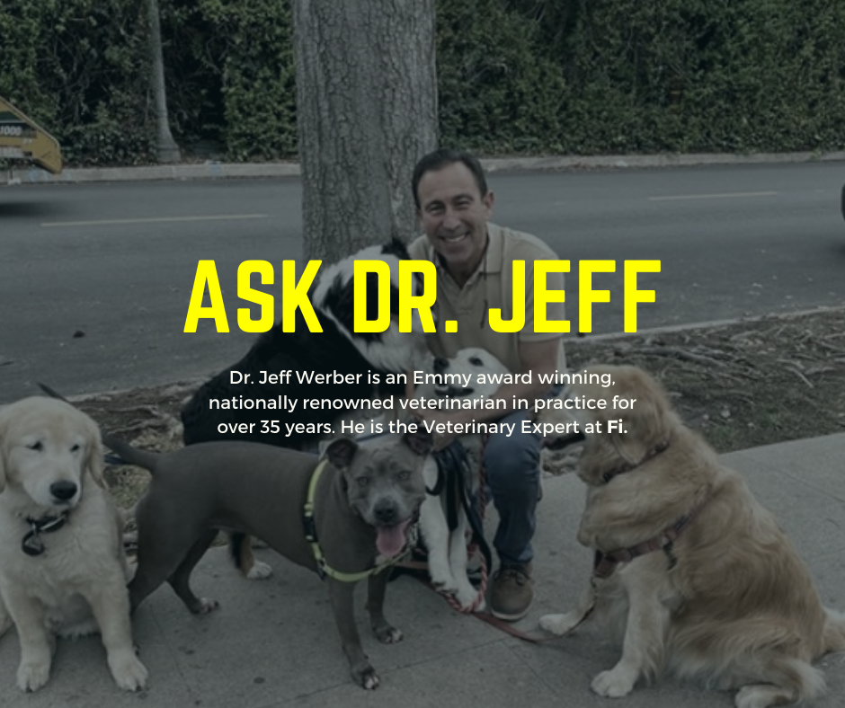 Why does activity tracking for my dog matter?