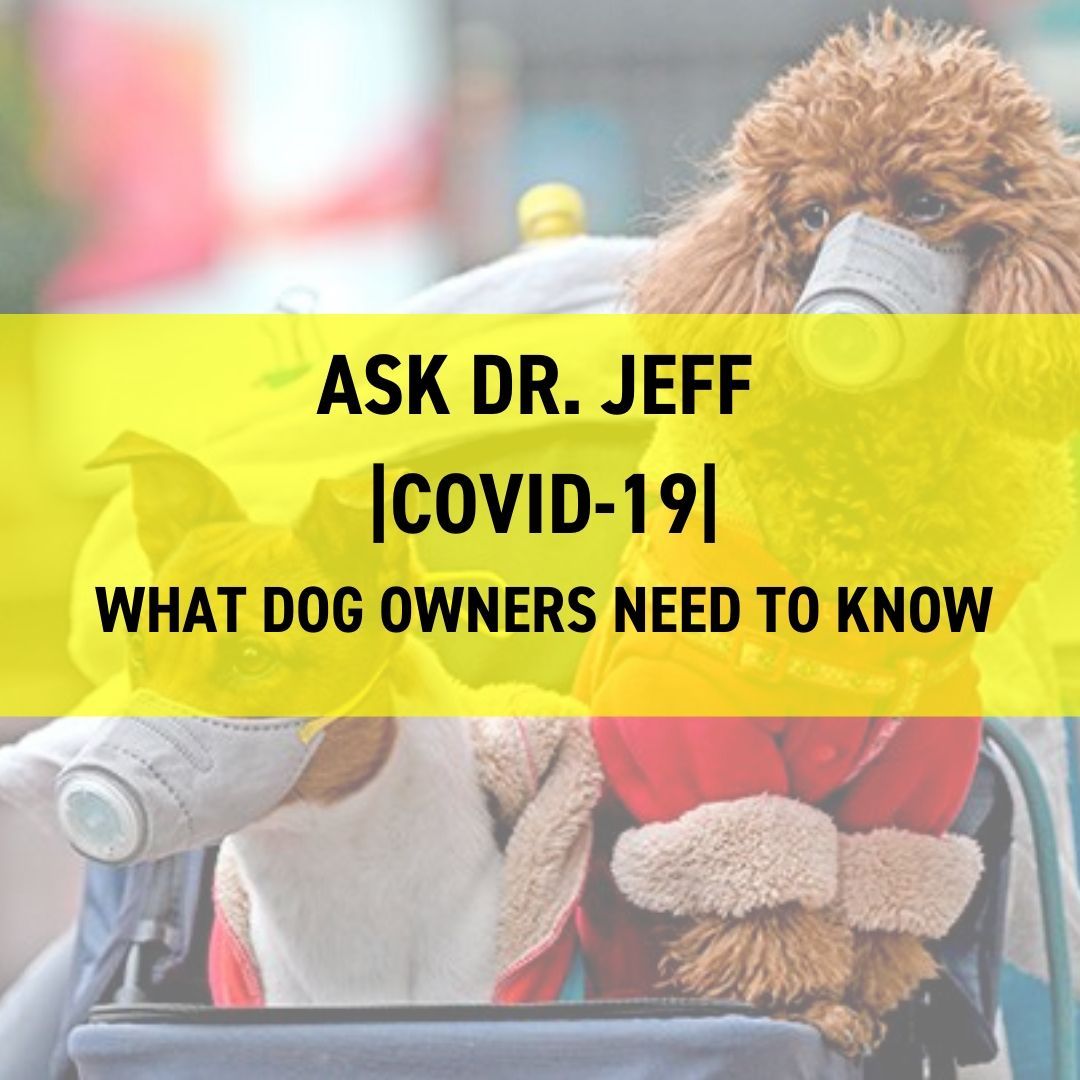 COVID-19 - What Dog Owners Need To Know