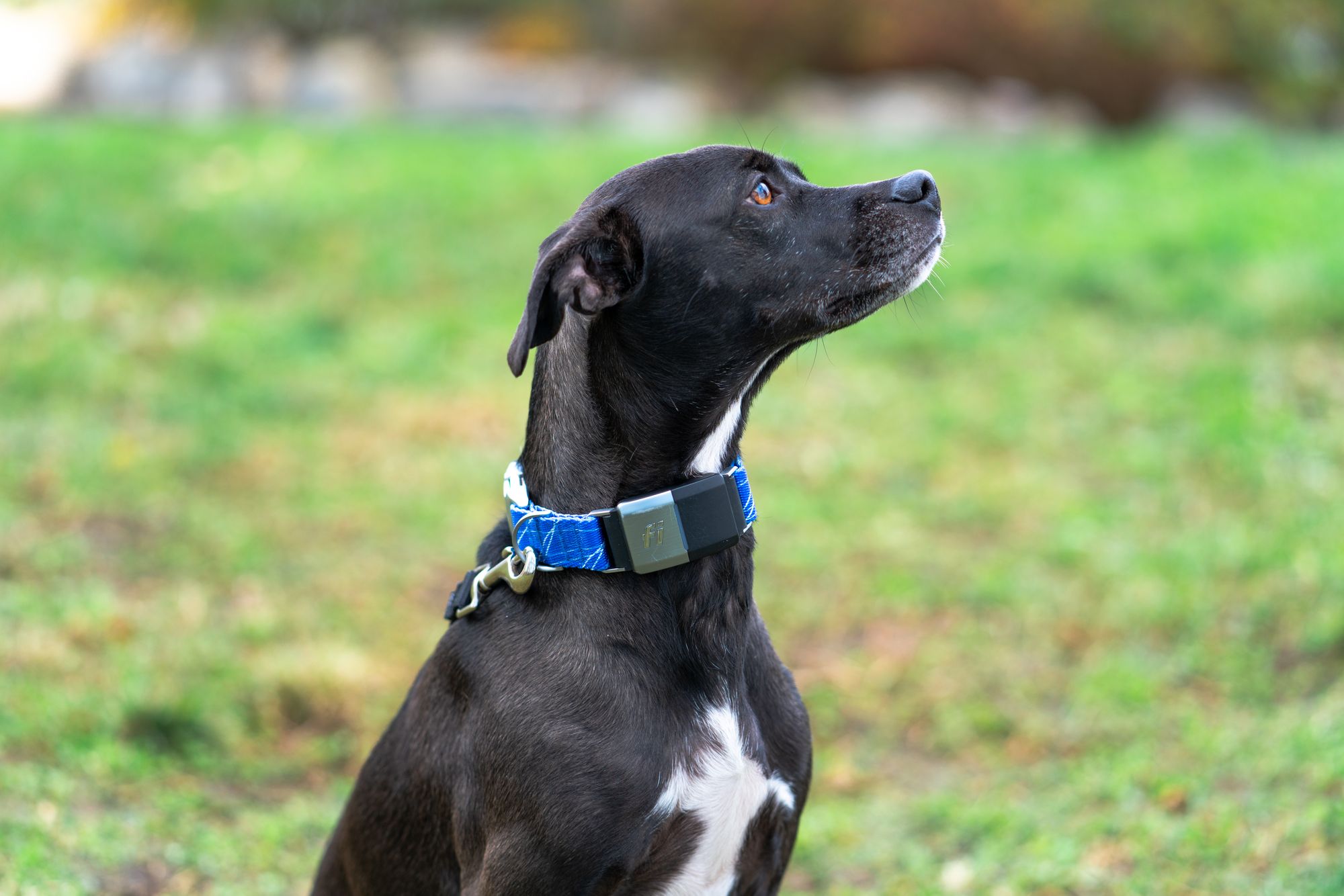 Is A GPS Collar Safe For My Dog? Ask Dr. Jeff