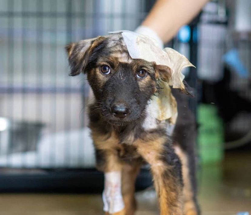 Fi Spotlight: Soi Dog Foundation