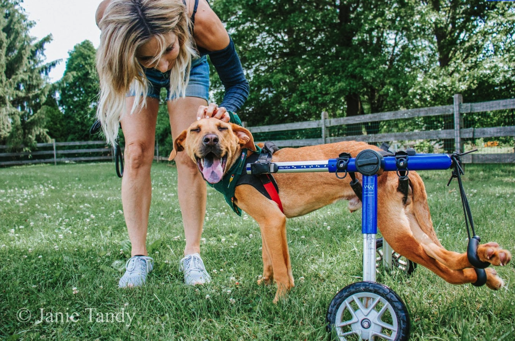 Adopt a Shelter Pet Day