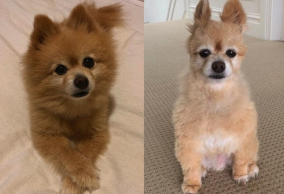 Don’t Cut Your (Dog’s) Hair At Home
