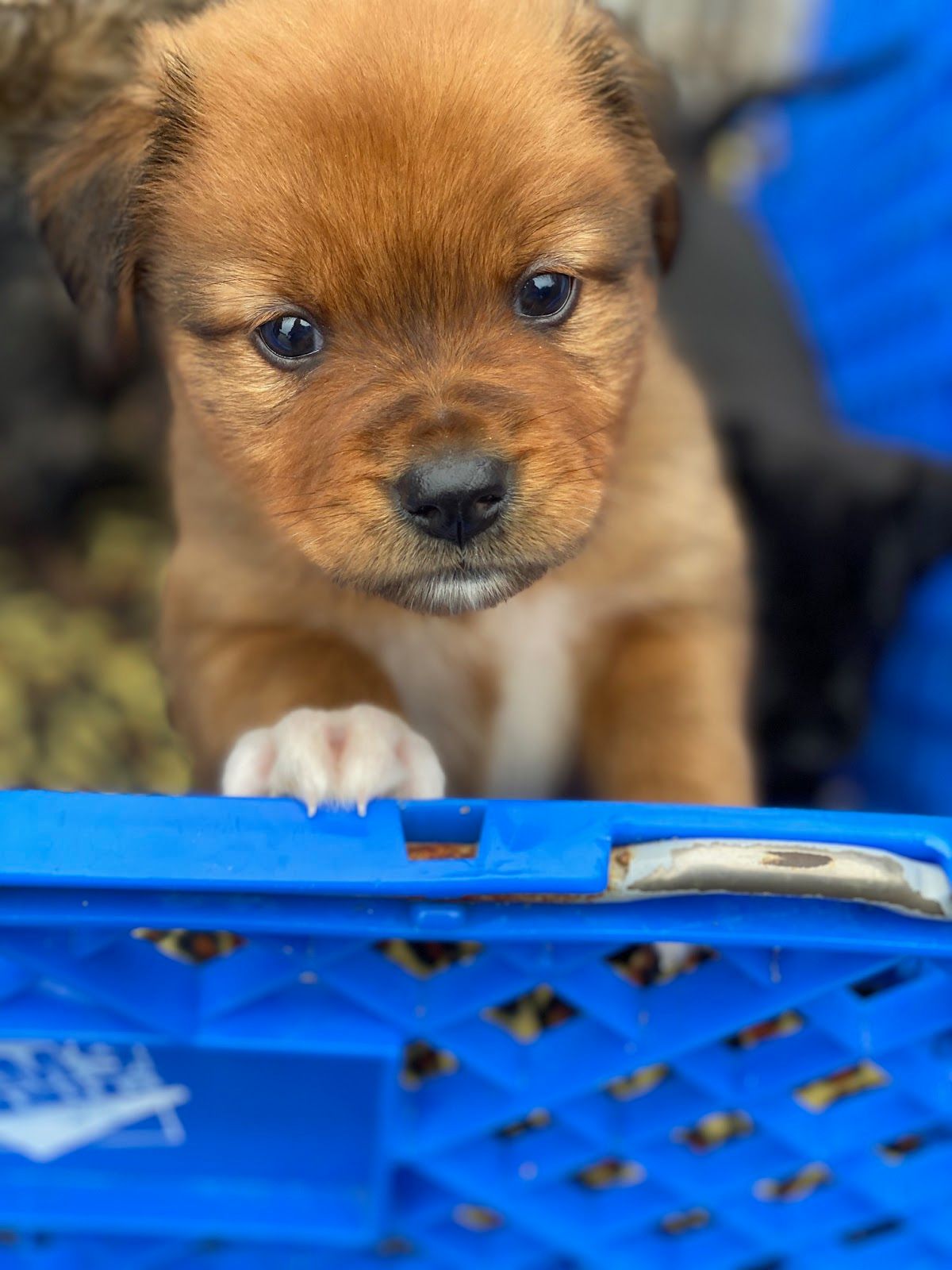 1600 miles, 21 puppies, 1 Subaru.