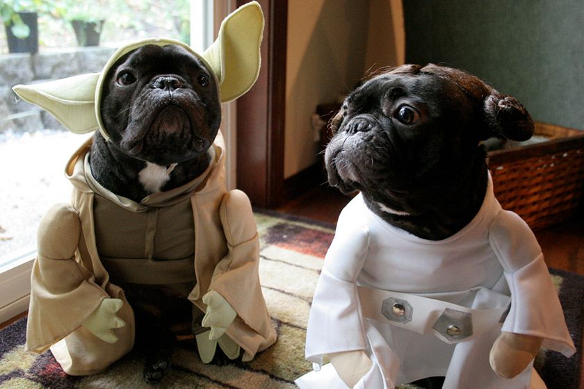Quiz: Star Wars Character or Rare Dog Breed?