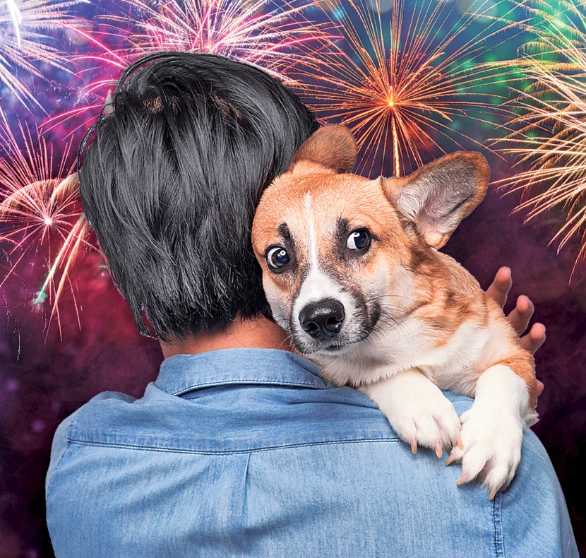 How To Keep Dogs Safe During 4th Of July