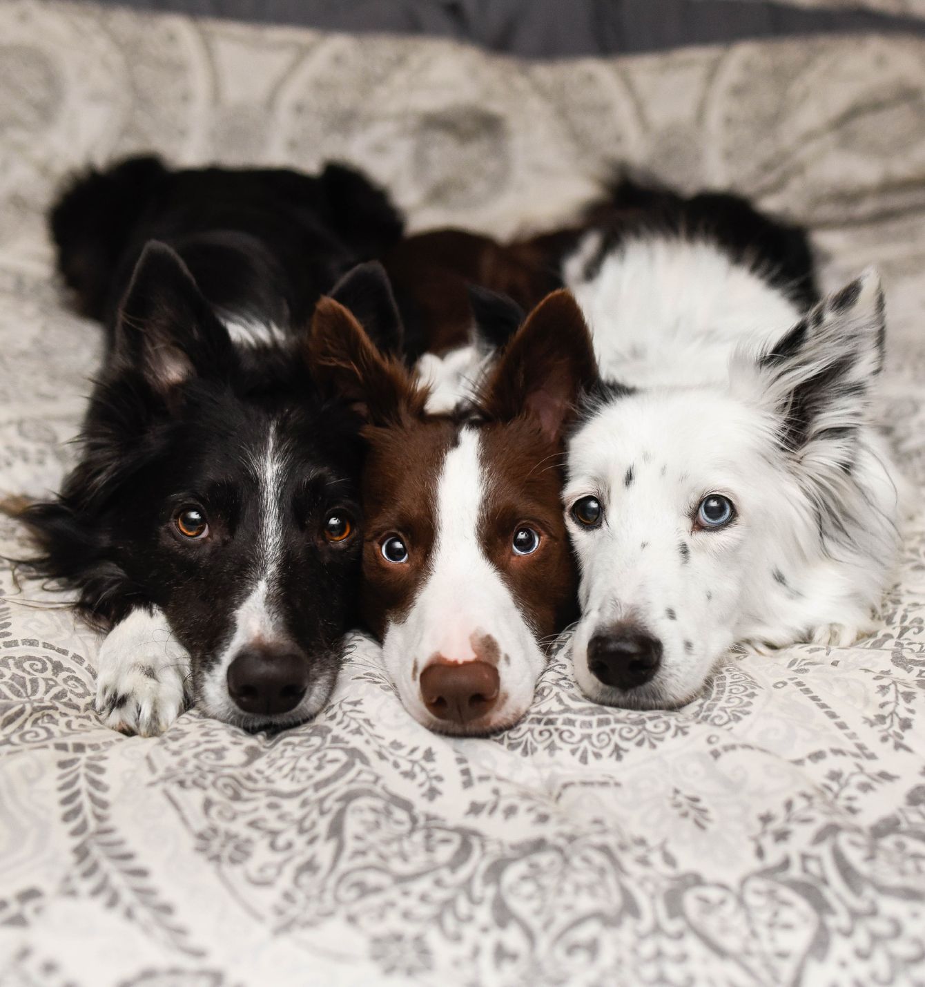 10 TikTok Dogs That We're Obsessed With