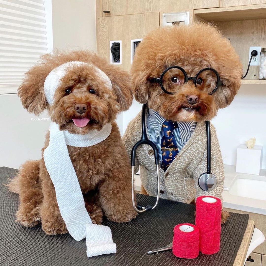 Pet First Aid with Small Door Veterinary