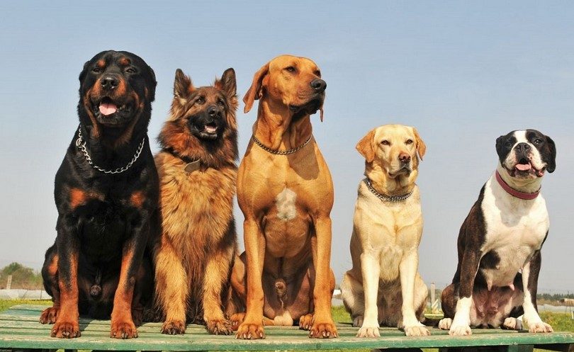 Quiz: What Dog Should You Get Next?