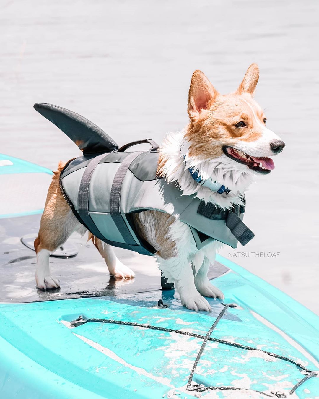 Summer Activities To Do With Your Dog