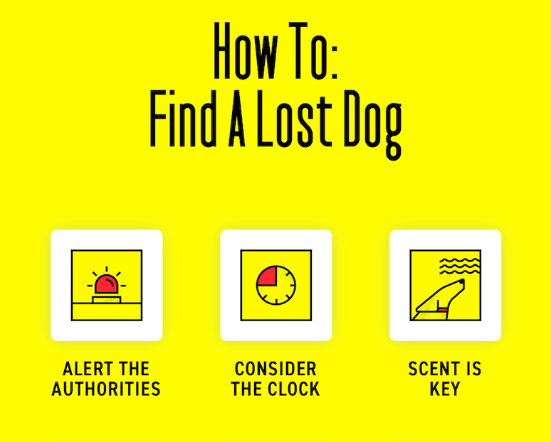 How To Find A Lost Dog