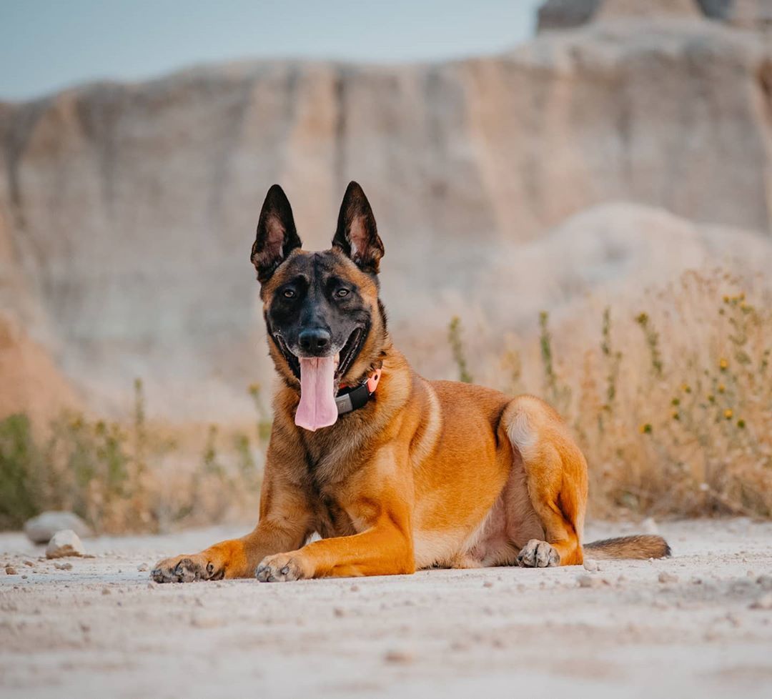 Quiz: Are You A Dog Expert?