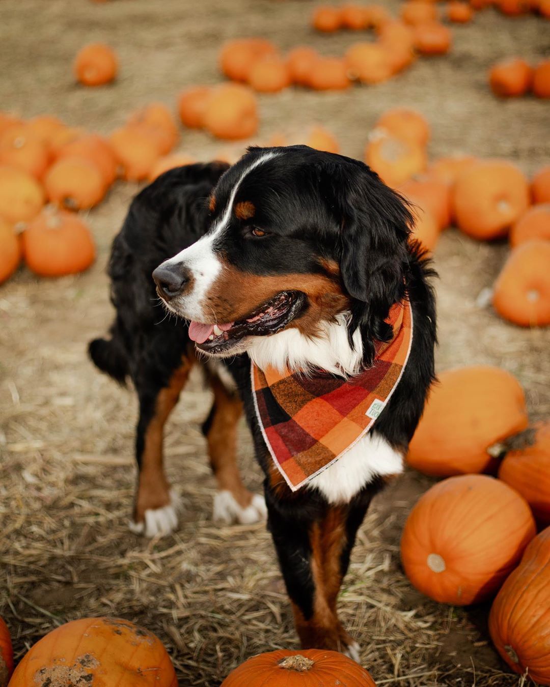 Fall activities to do with your dog