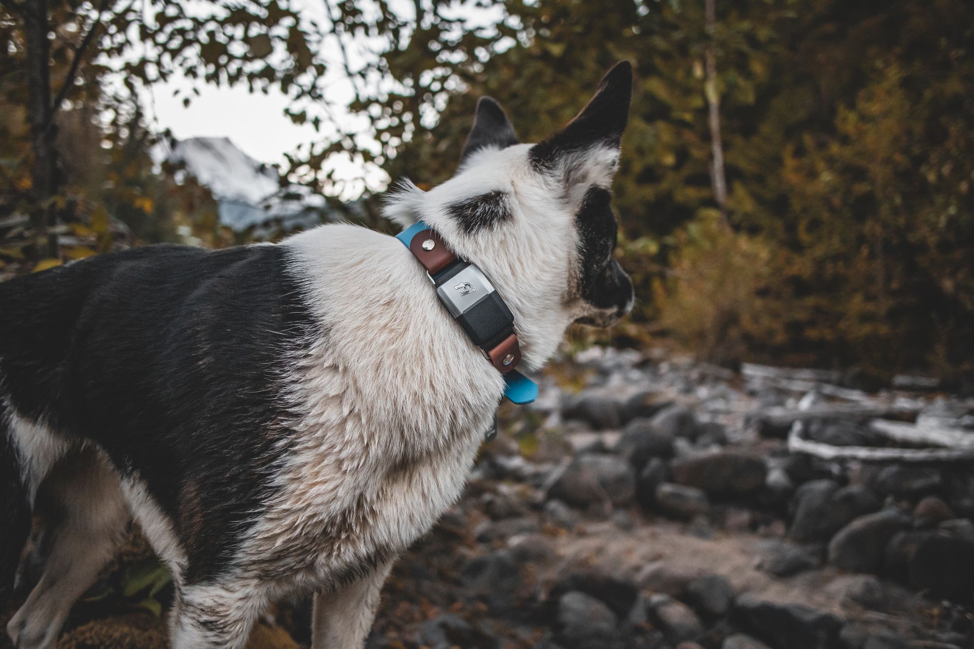 Meet The Fi Makers: The Best Collar Makers Out There
