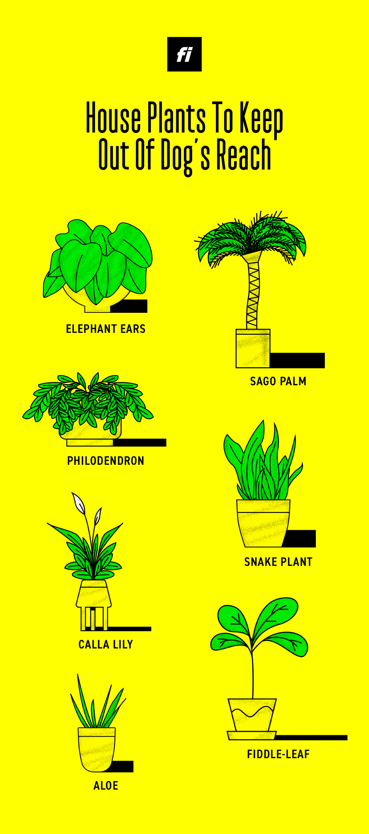 What Indoor Plants Are Toxic For Dogs?