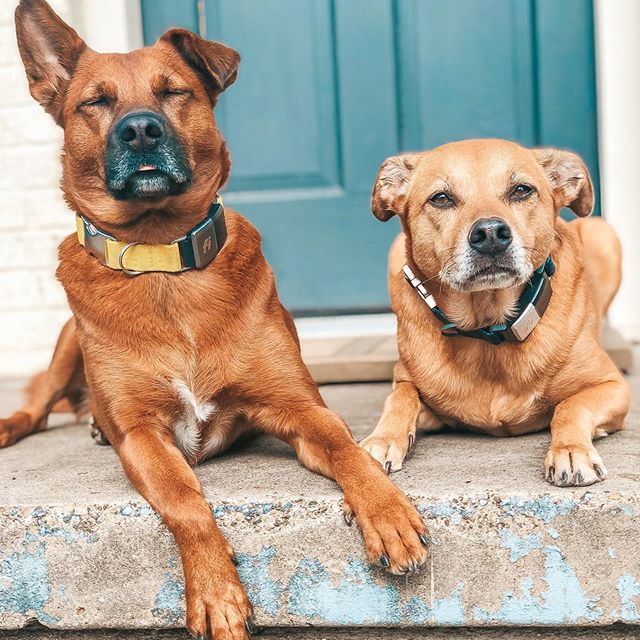 Purebreds vs. Mixed Breeds - What Do I Need To Know?