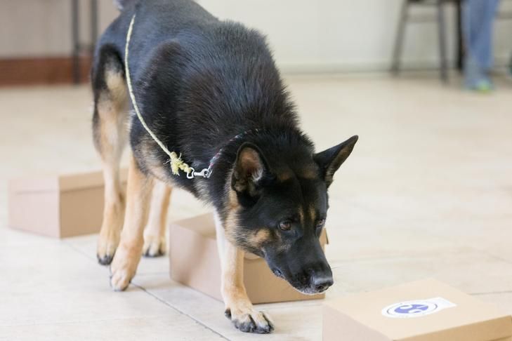 Scent Activities You Need To Do With Your Pup