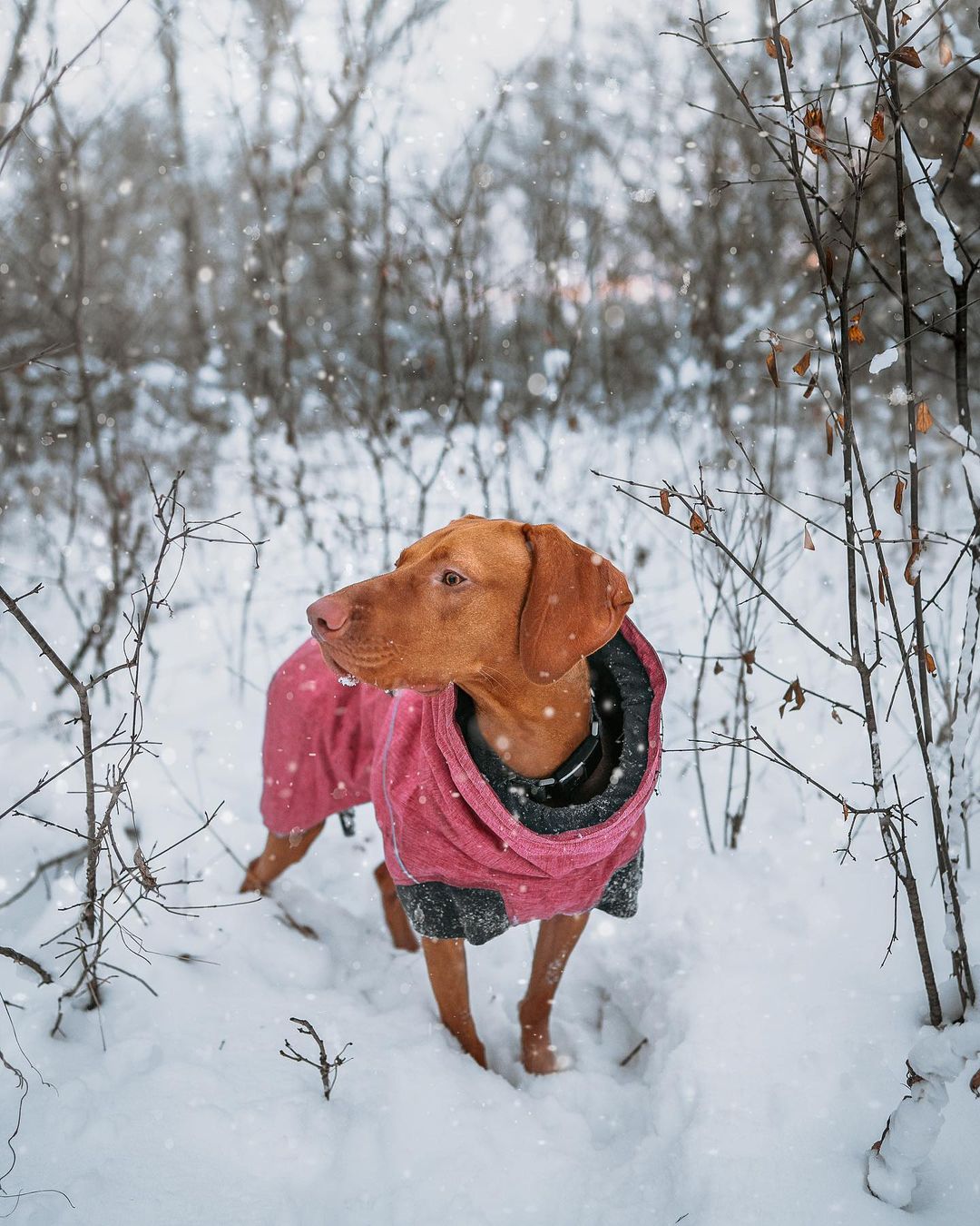 How to Properly Prepare Your Dog for Winter