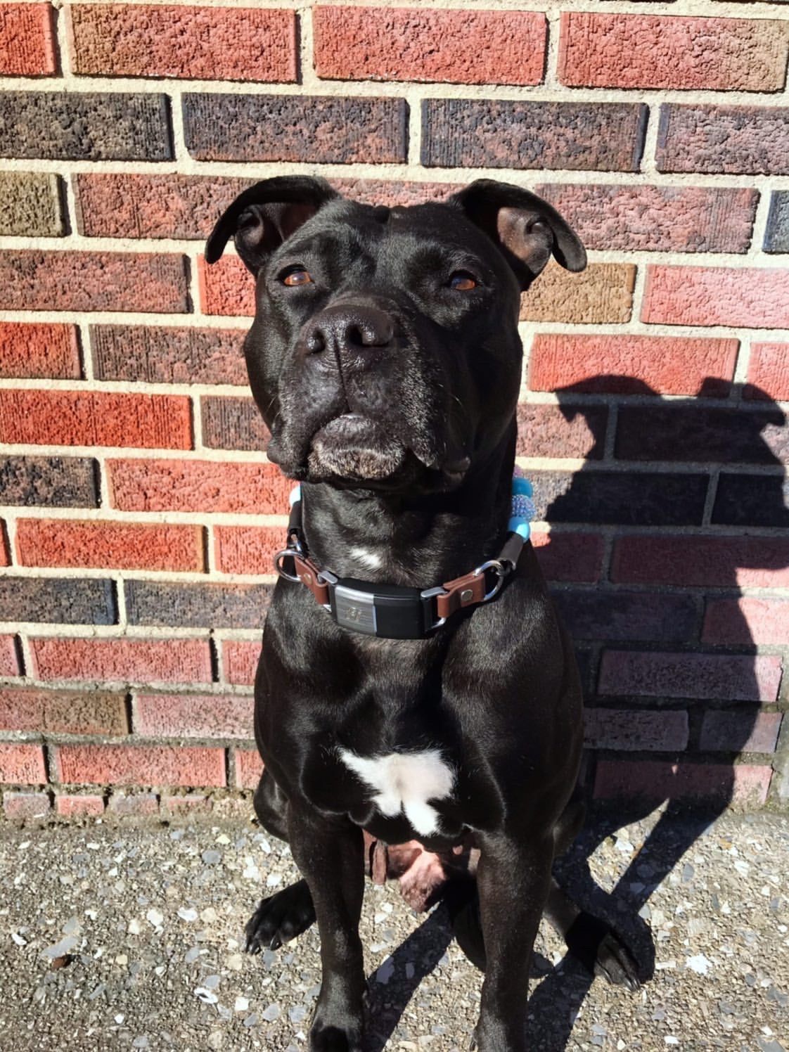 New Maker Alert: Hypnotic Dog Co.