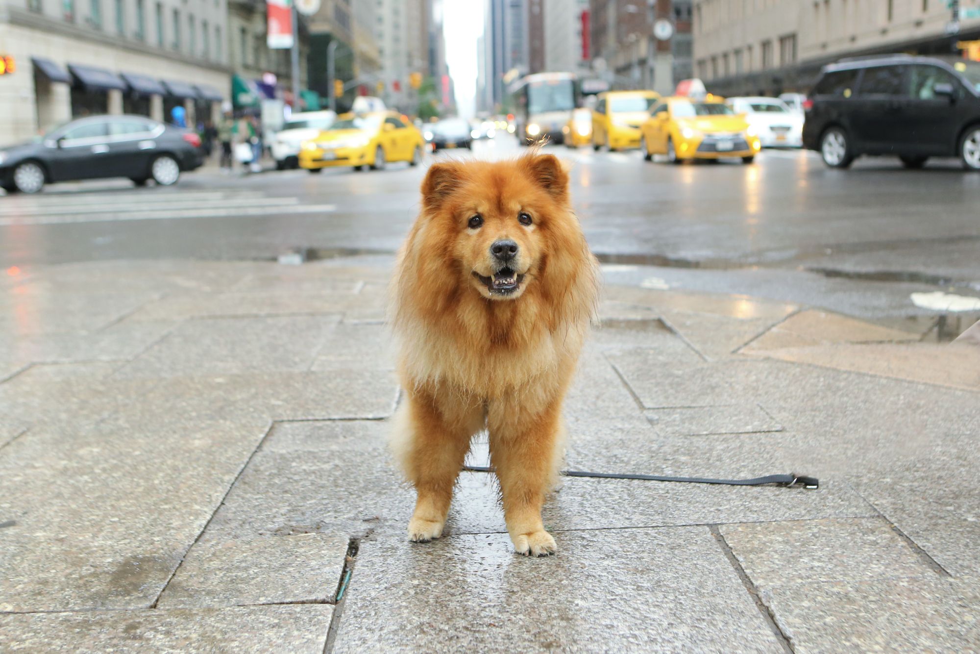 Walk Your Pet Month: America's 5 Most Dog Friendly Cities