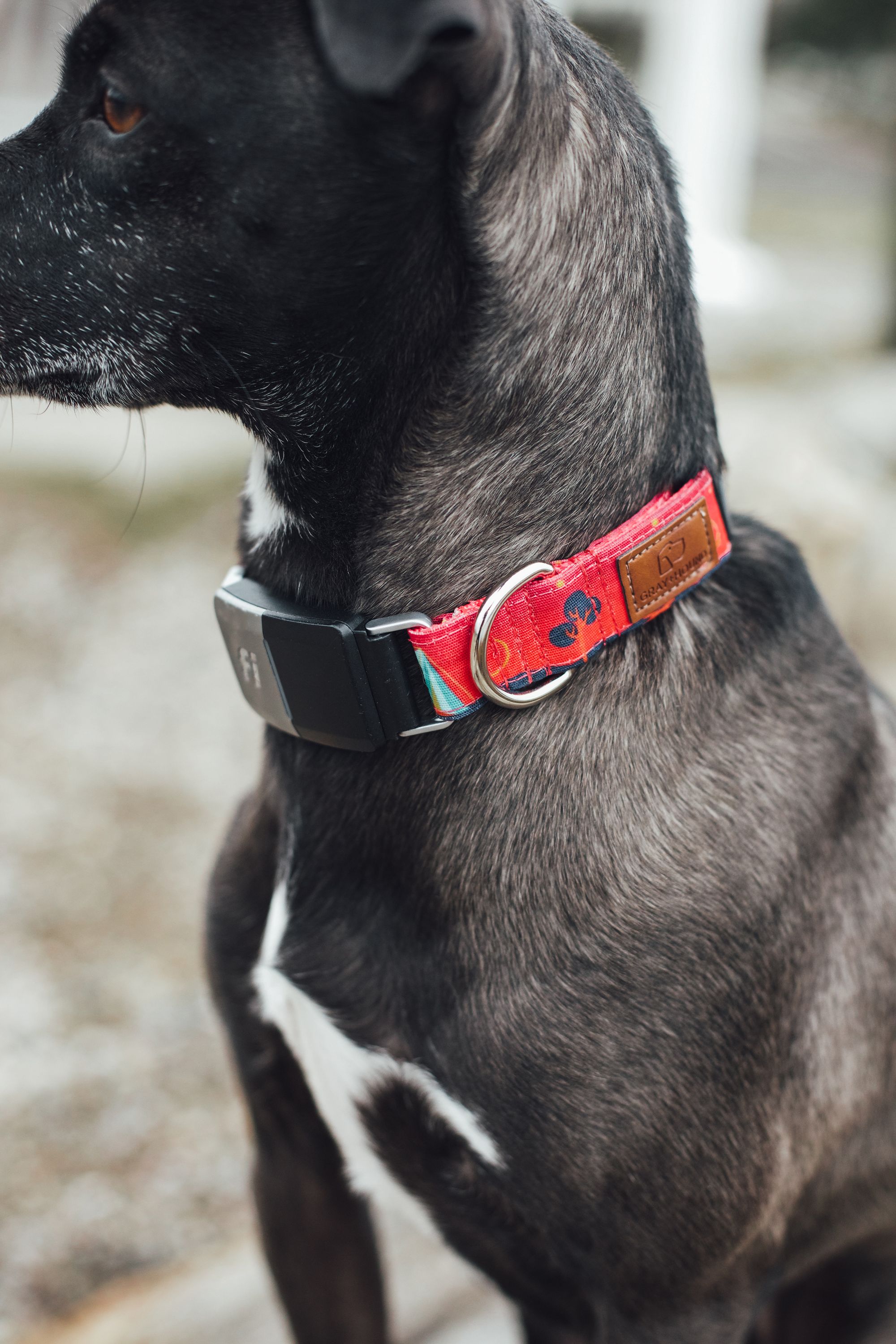 New Maker Alert: Gray & Hound