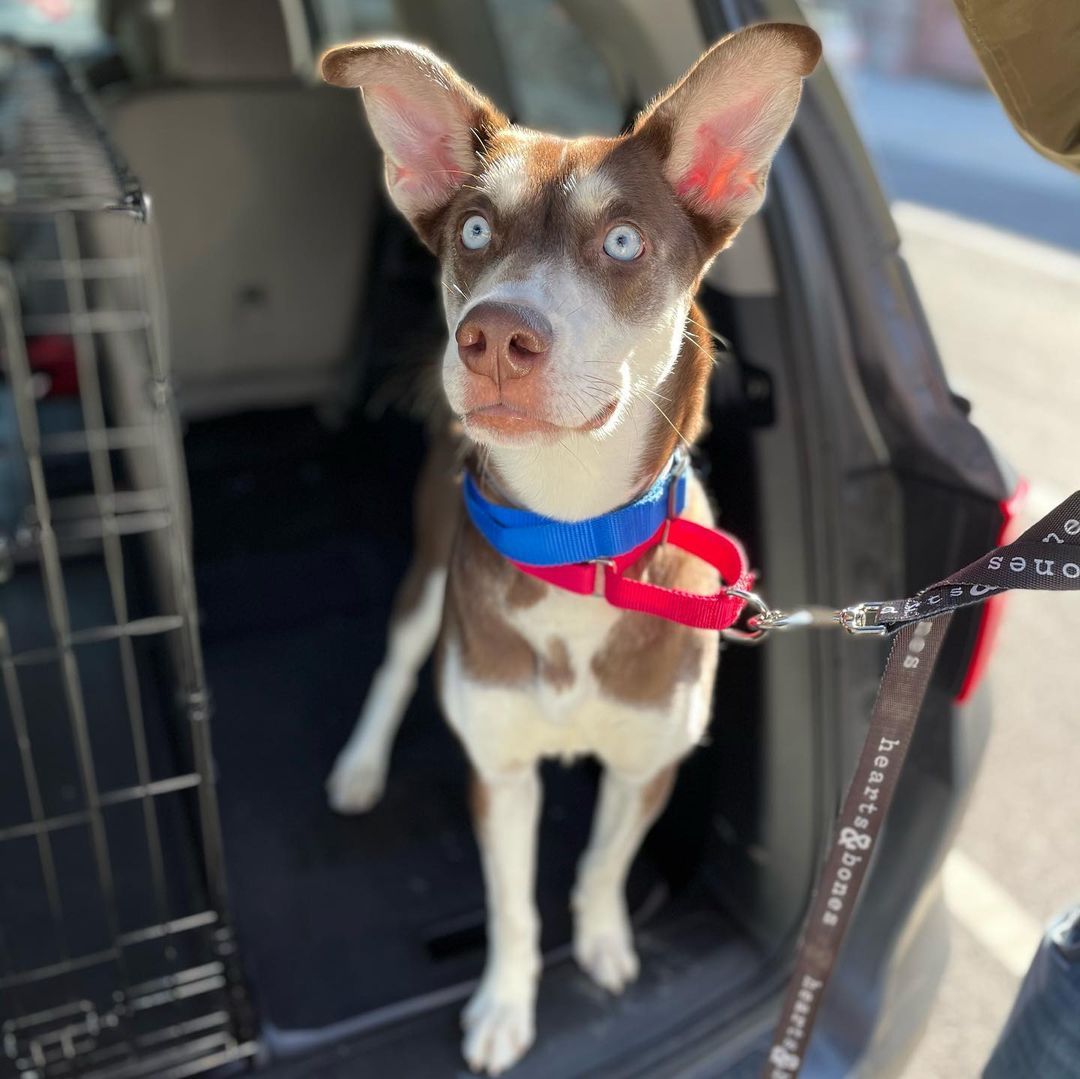 Meet the Bridgerton Pups from Hearts & Bones Rescue