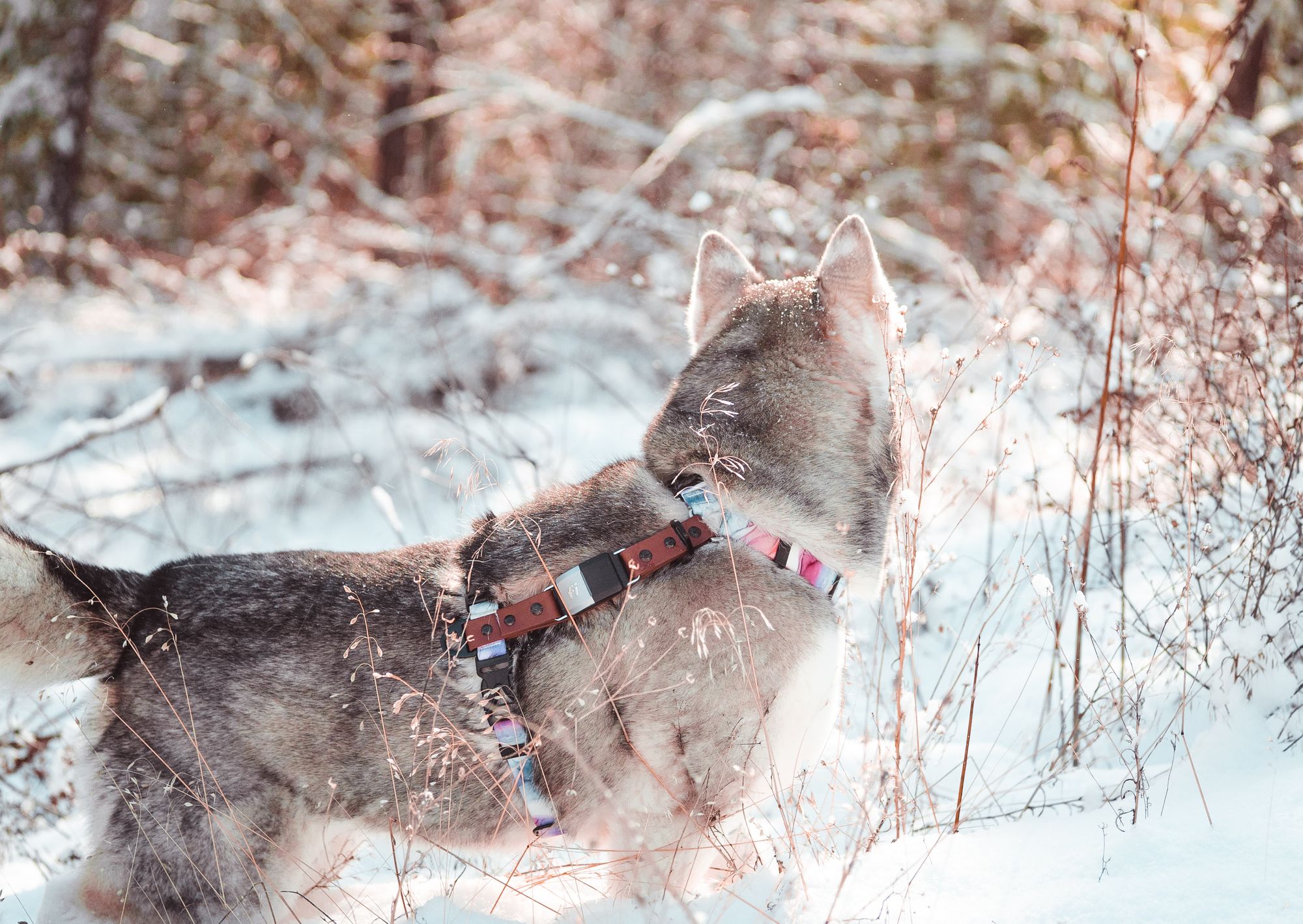 Introducing The First Fi Compatible Harness