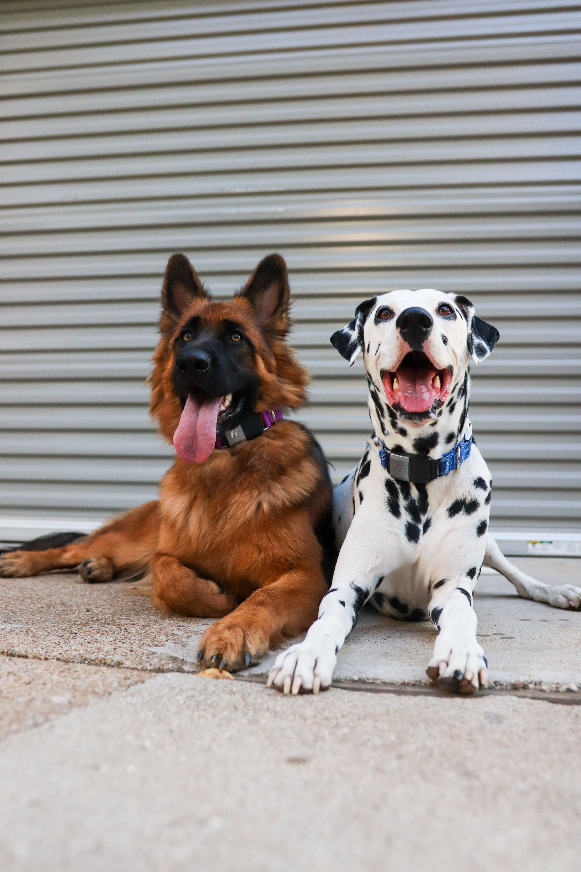 Two dogs sitting together