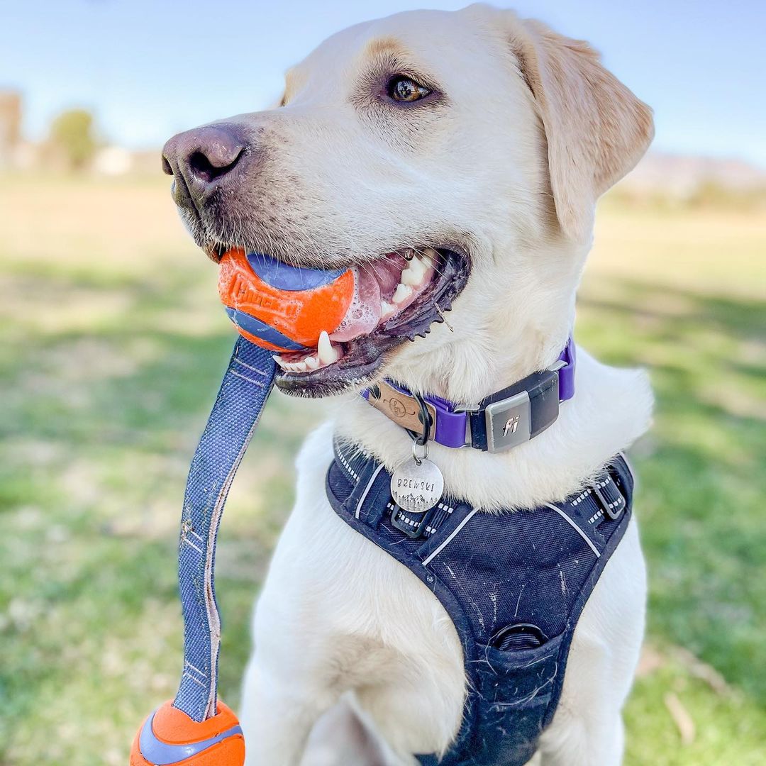 March is Makers Month - Meet the Fi Makers