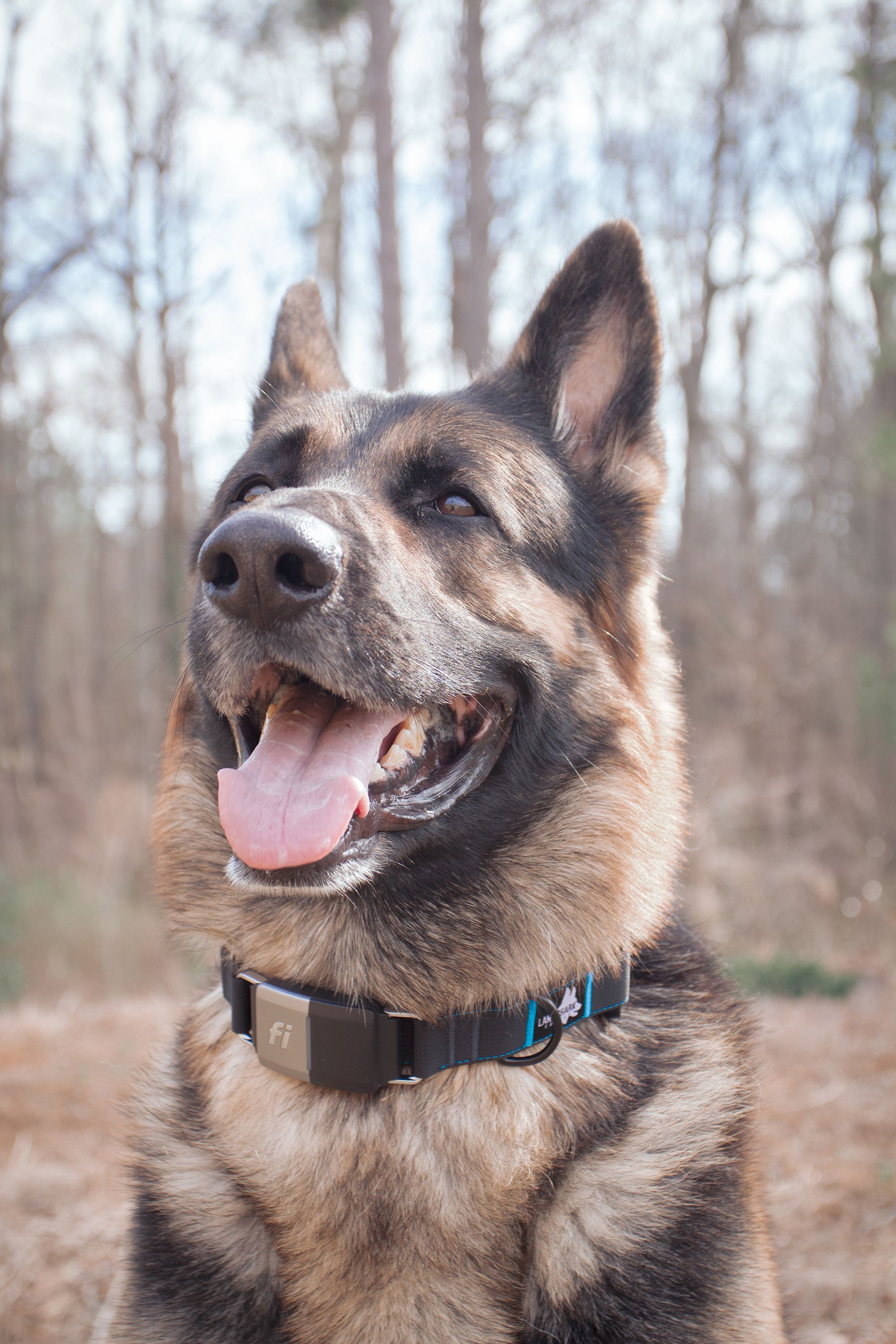 landshark supply, fi collar, fi maker