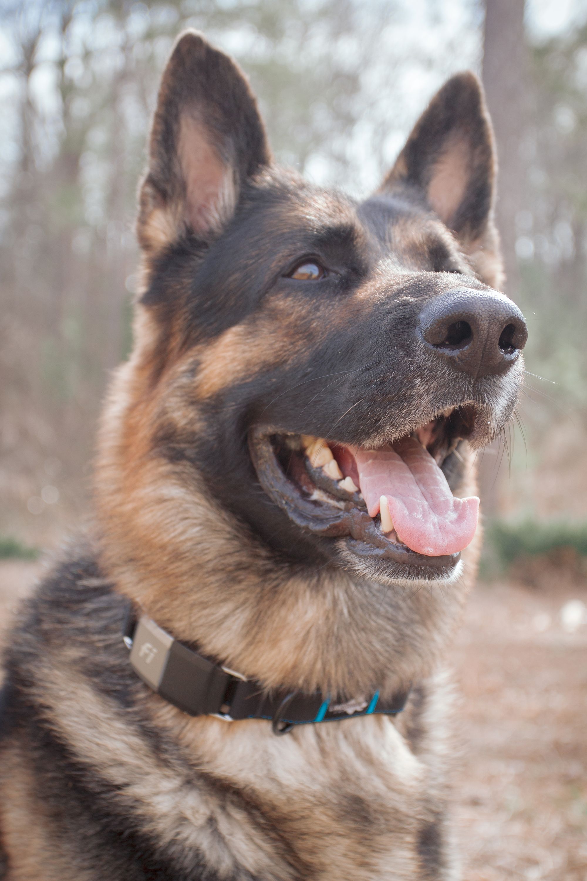 New Maker Alert: Landshark Supply