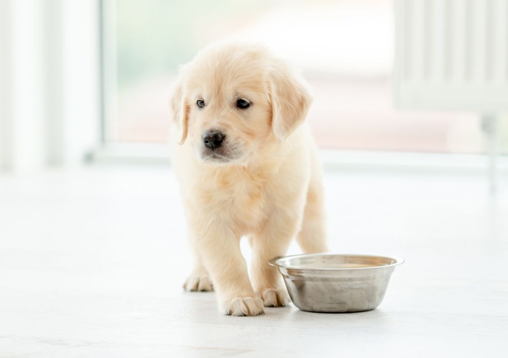 Our Favorite Puppy Treat Recipes To Make At Home