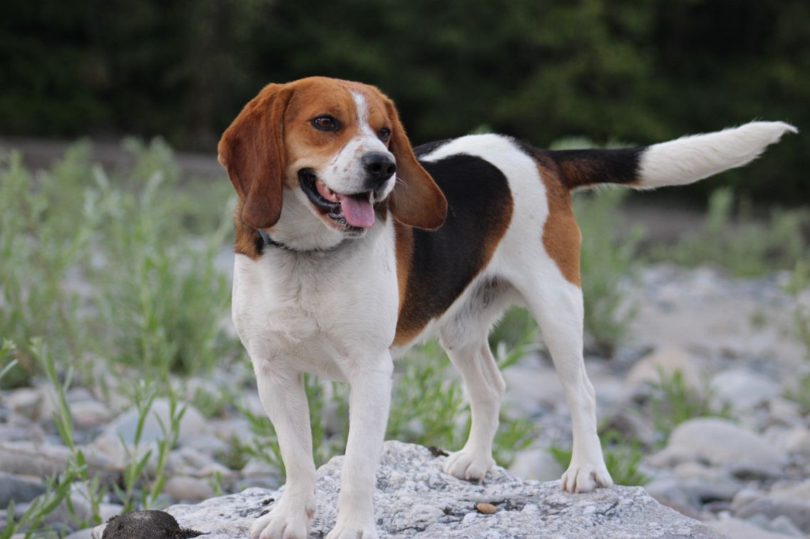 Tricolor Dog Breeds | Our Favorite Dog Breeds!