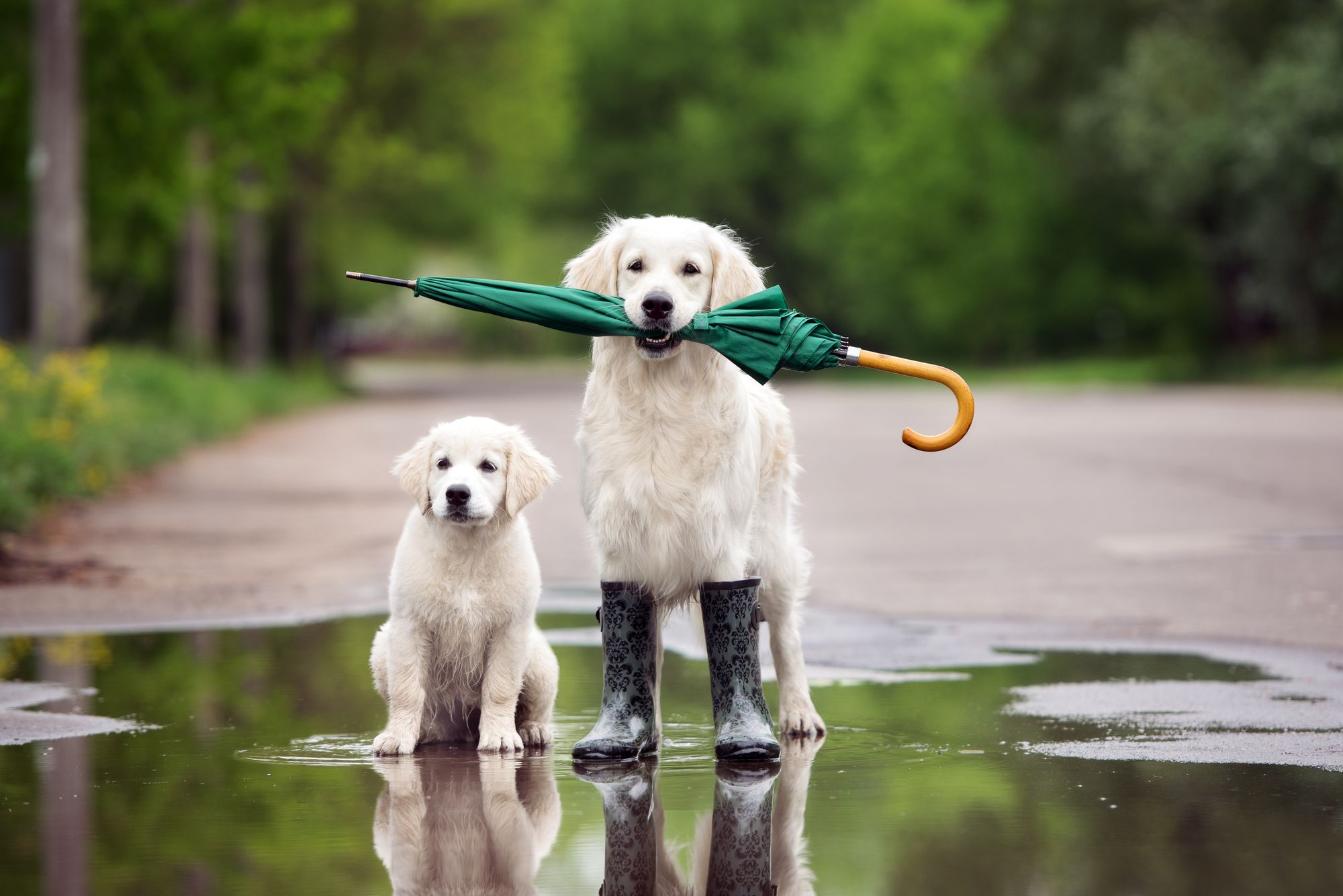 Rainy Day Activities For Dogs
