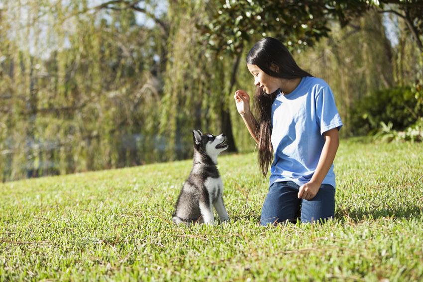 How Can I Communicate Desired Behaviors to My Dog?