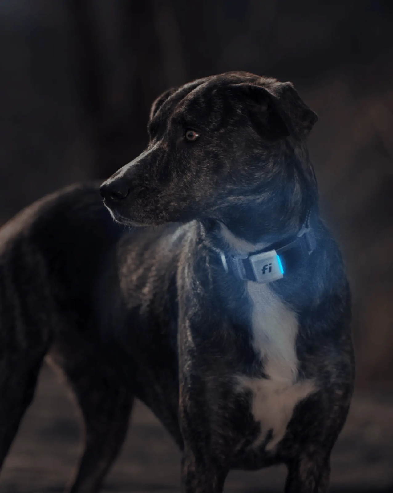 Glow In The Dark Dog Collars